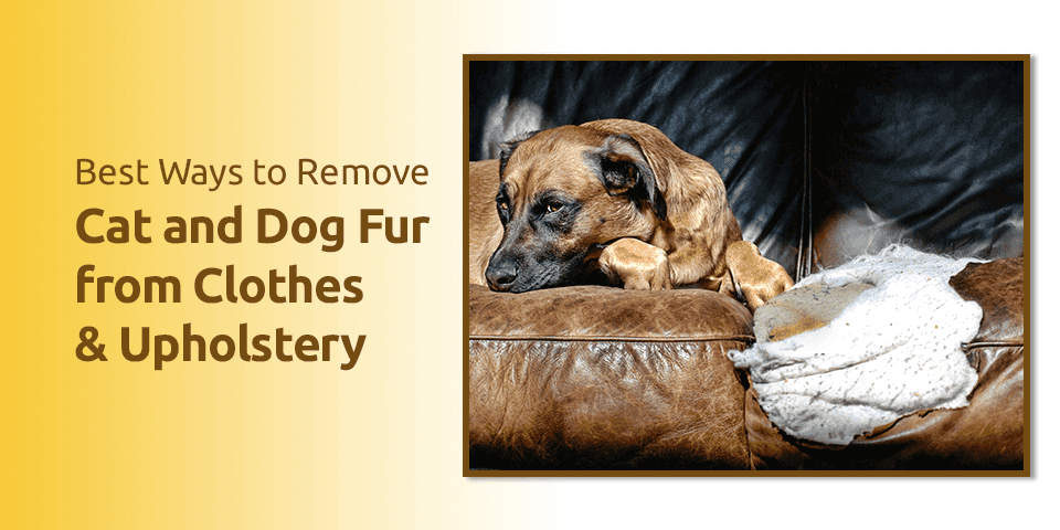 Best Ways to Remove Cat and Dog Fur from Clothes & Upholstery
